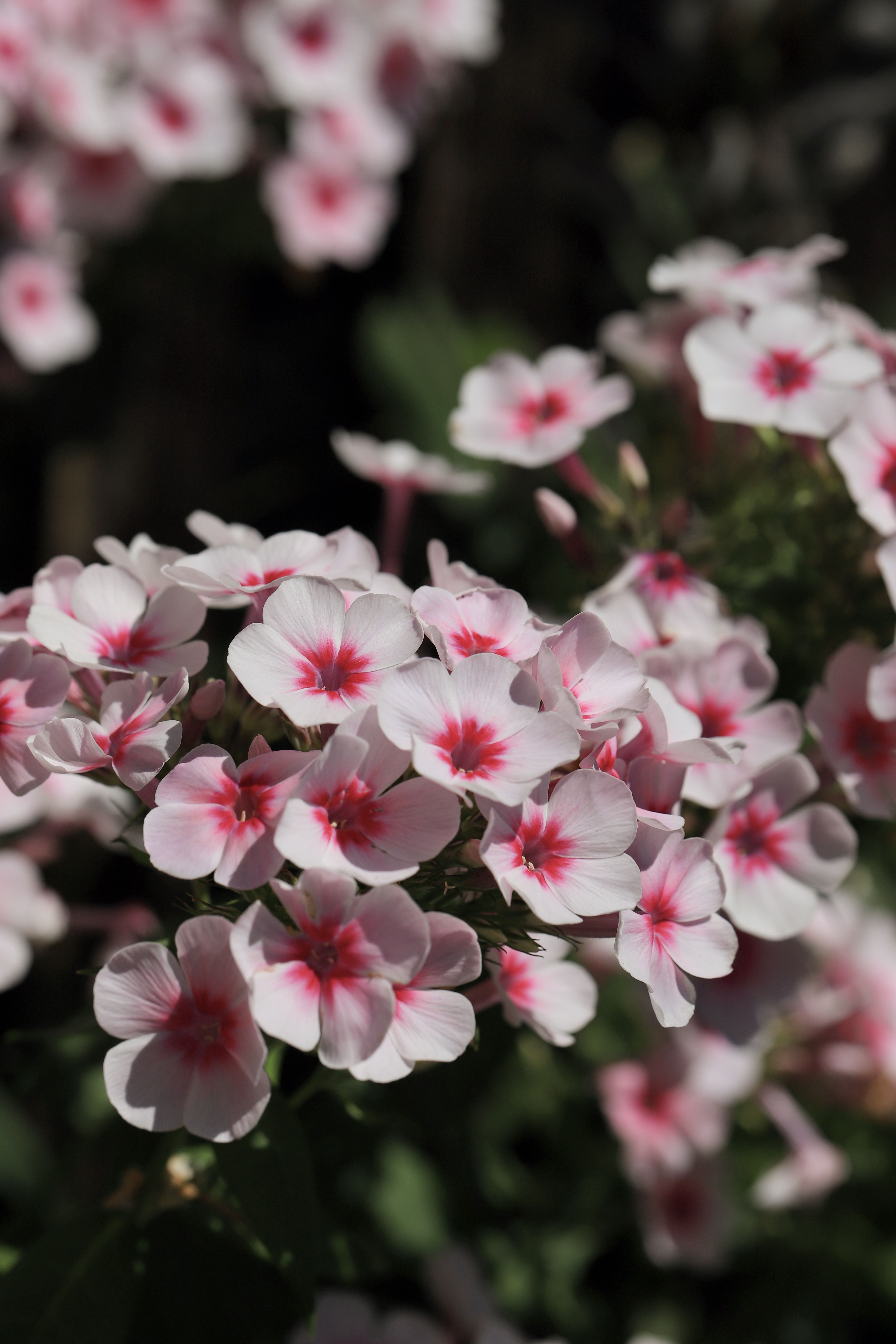 7 flores comestíveis que você pode usar para decorar e incrementar seus pratos