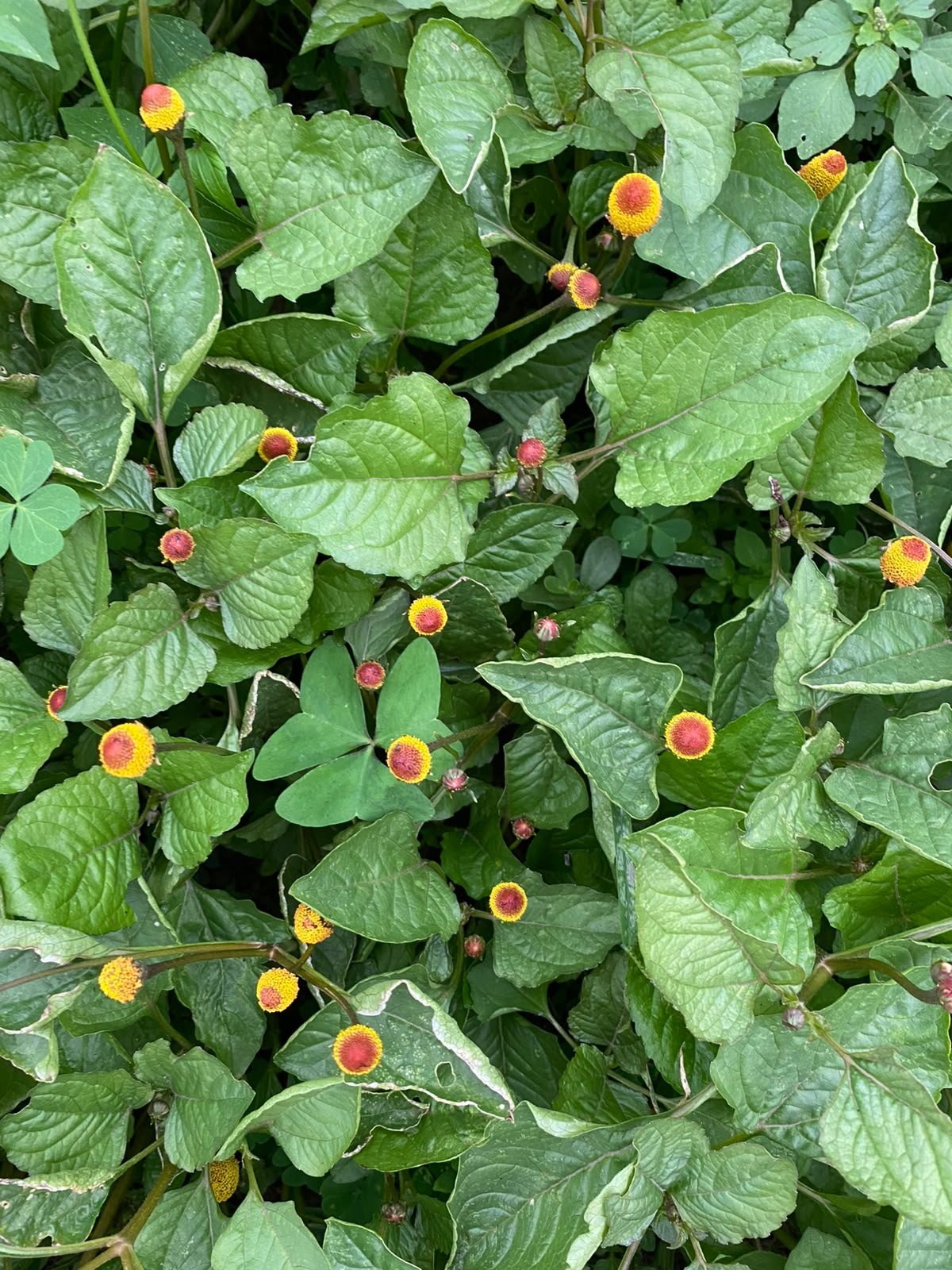 7 flores comestíveis que você pode usar para decorar e incrementar seus pratos