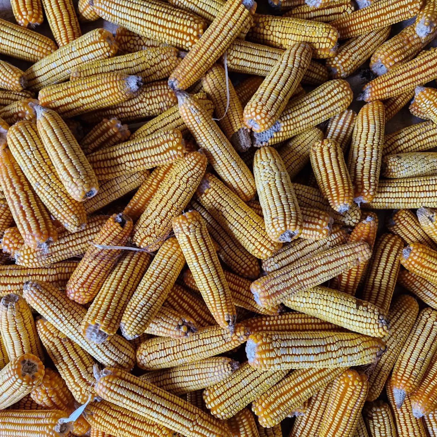 Chef indica 5 lugares para comprar bons ingredientes em São Paulo