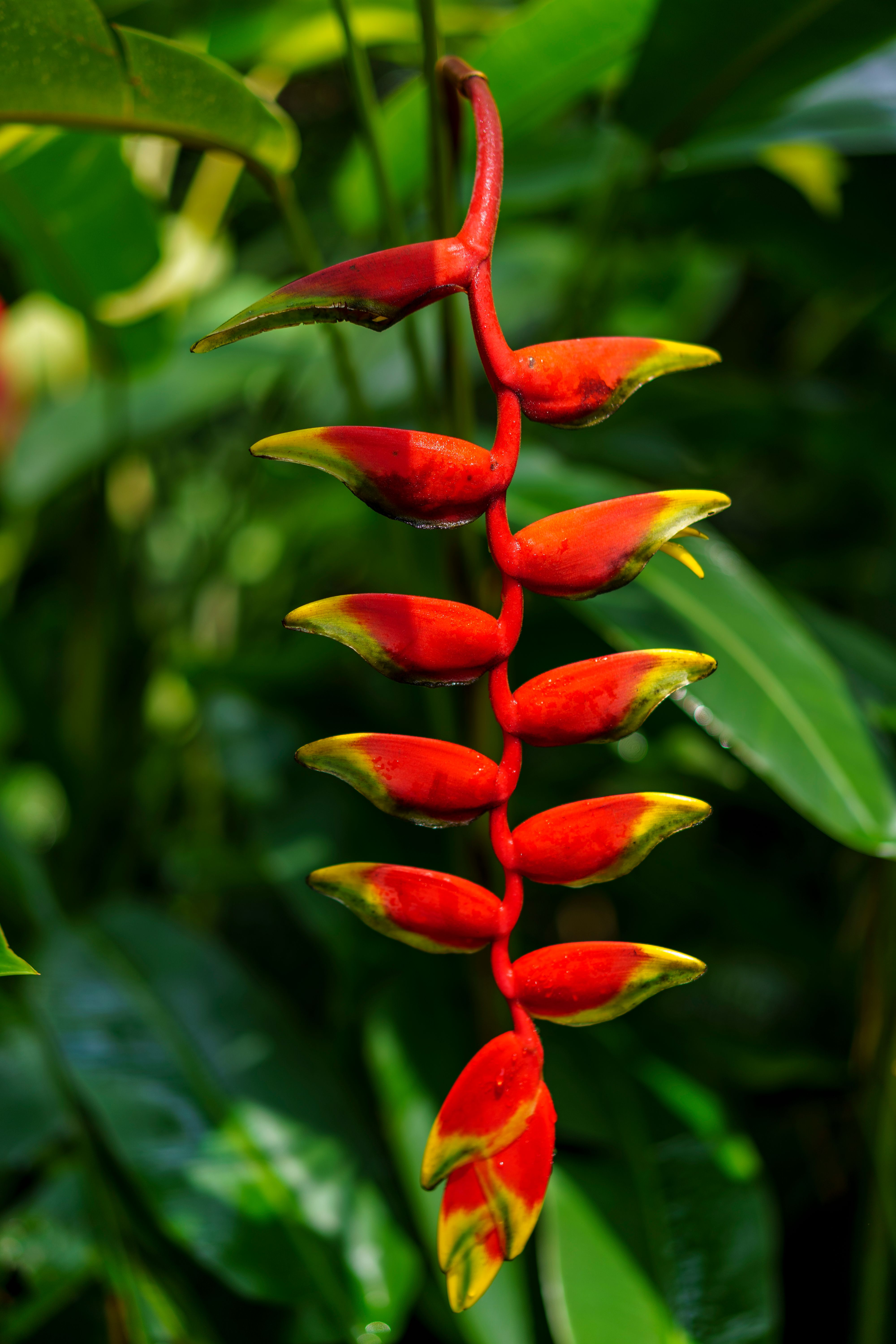 Paisagistas revelam 9 flores para jardim fáceis de cuidar Paisagistas revelam 9 flores para jardim fáceis de cuidar