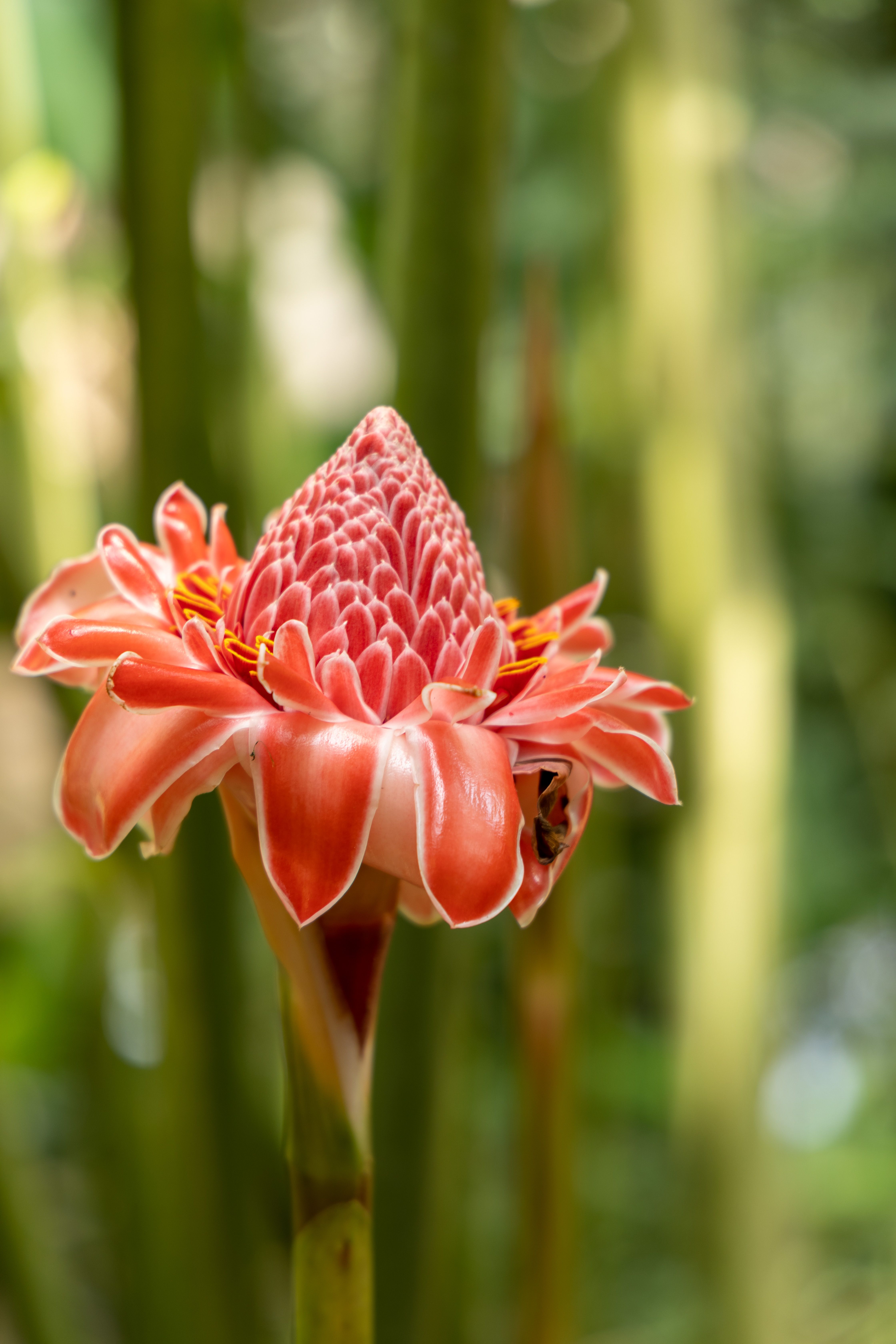 Paisagistas revelam 9 flores para jardim fáceis de cuidar Paisagistas revelam 9 flores para jardim fáceis de cuidar