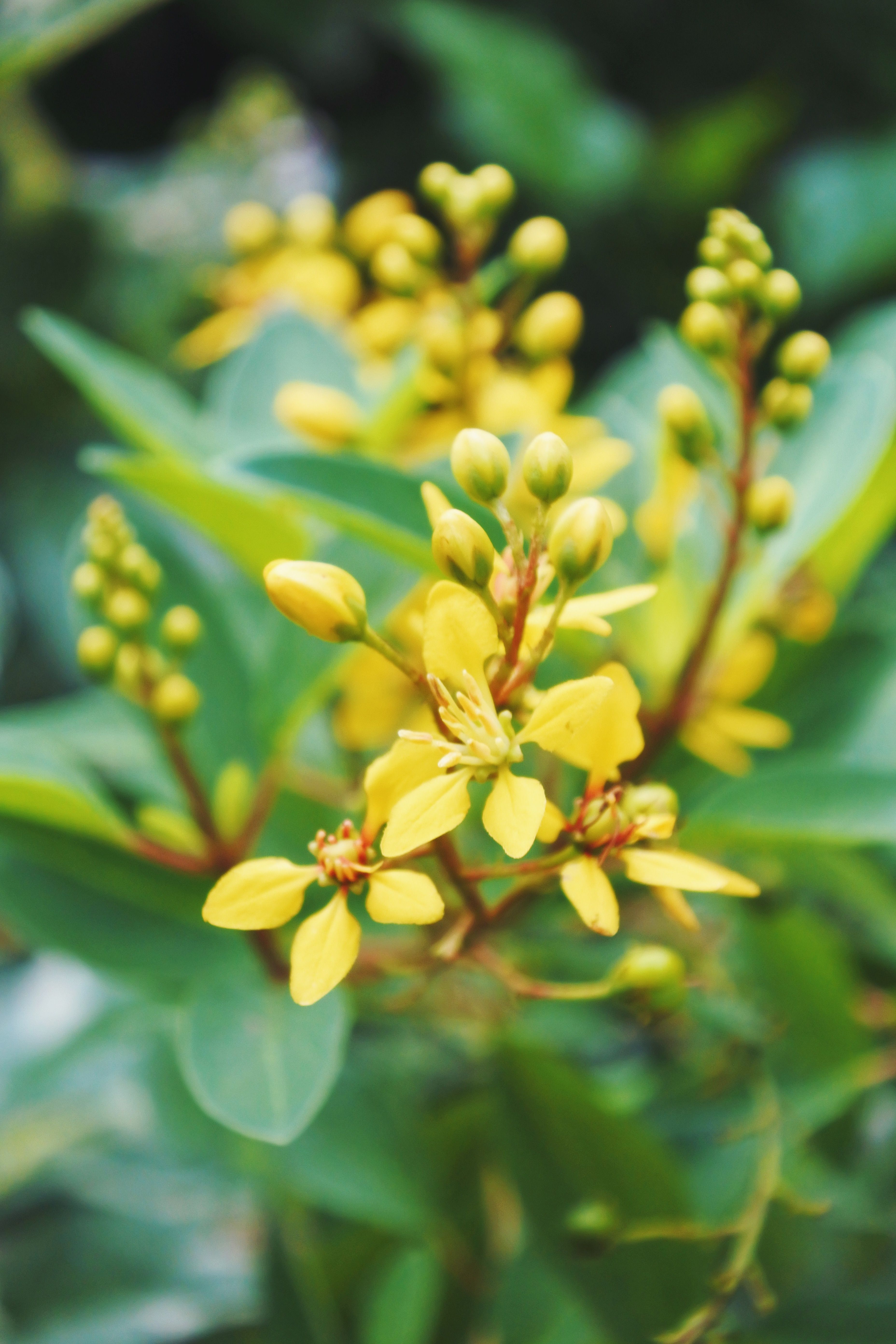 Paisagistas revelam 9 flores para jardim fáceis de cuidar flores para jardim 6