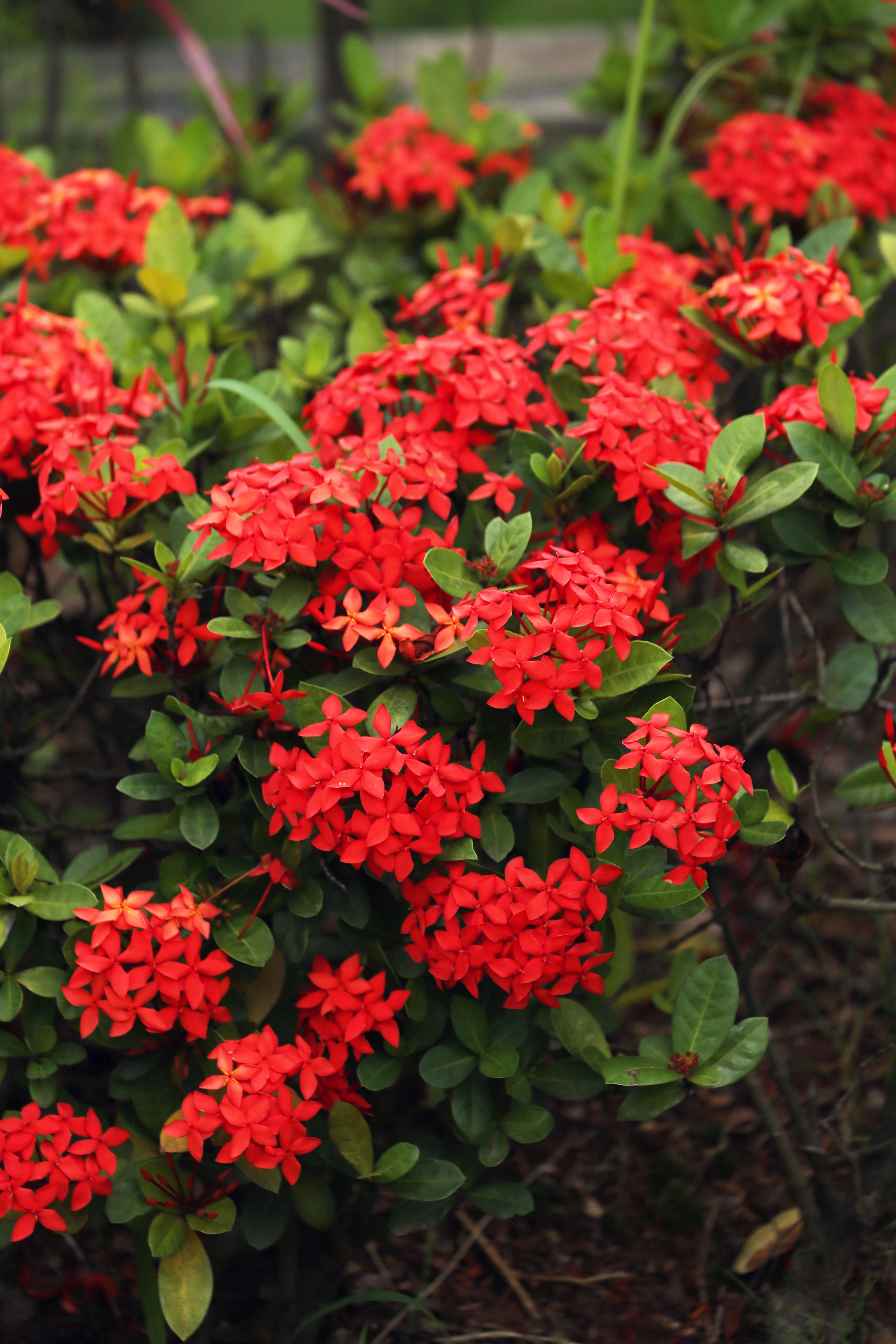 Paisagistas revelam 9 flores para jardim fáceis de cuidar Paisagistas revelam 9 flores para jardim fáceis de cuidar