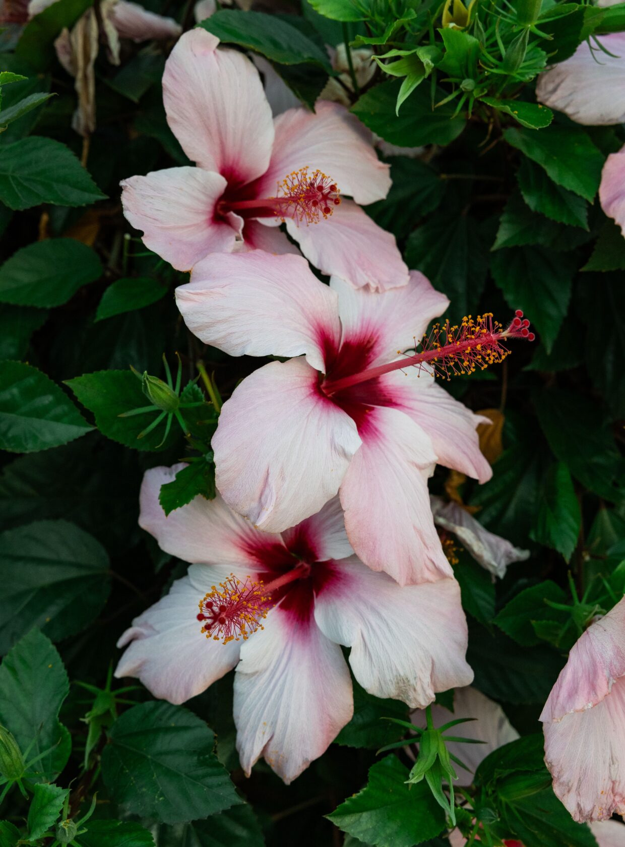 Paisagistas revelam 9 flores para jardim fáceis de cuidar