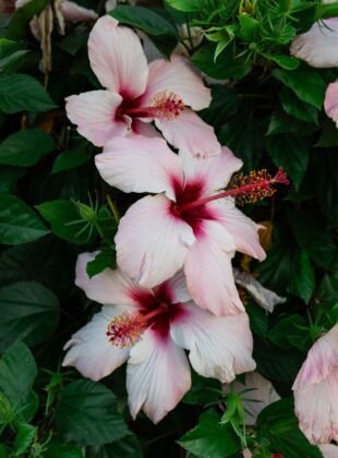 Paisagistas revelam 9 flores para jardim fáceis de cuidar