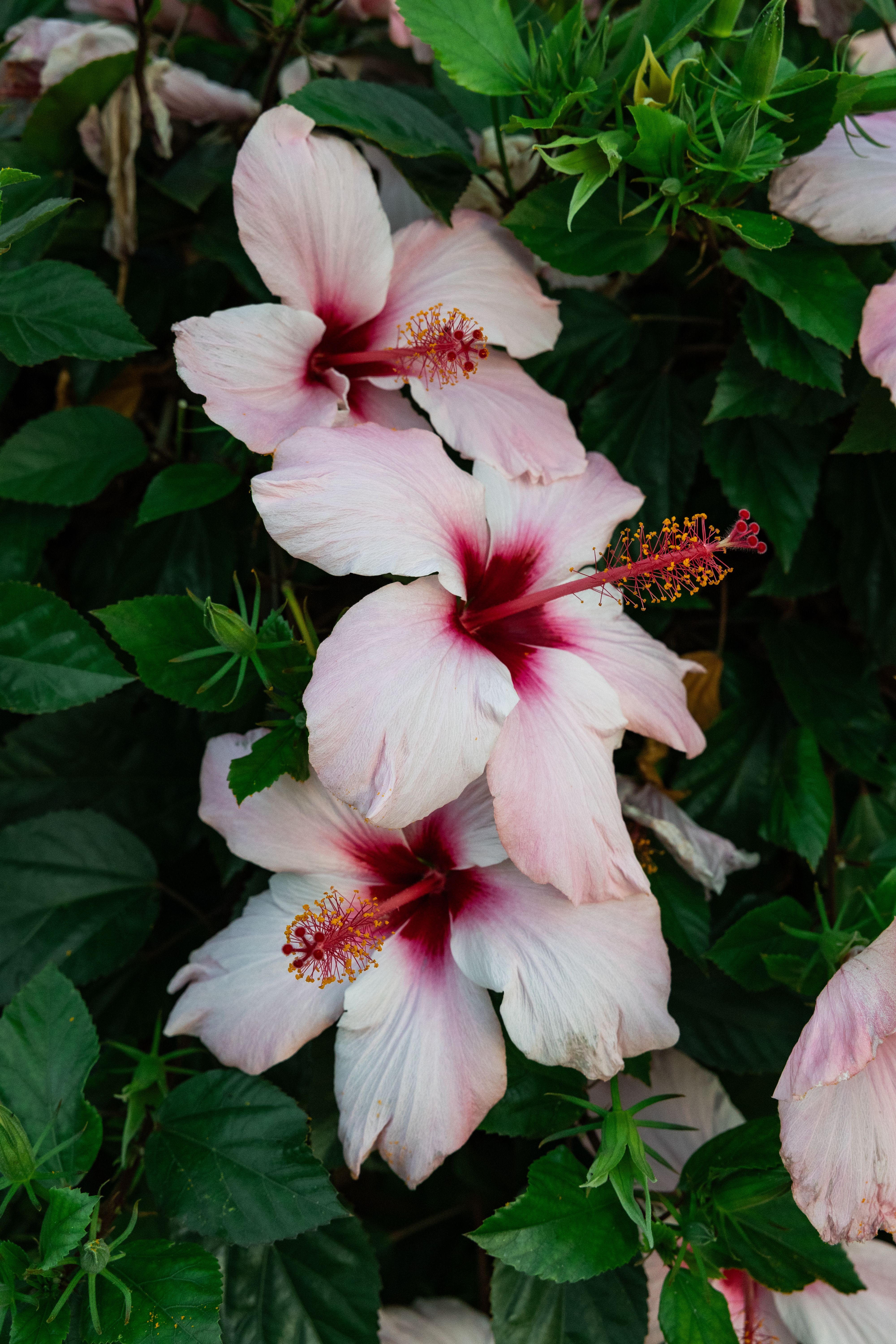 Paisagistas revelam 9 flores para jardim fáceis de cuidar Paisagistas revelam 9 flores para jardim fáceis de cuidar