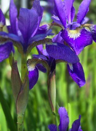 Flores para varanda: 5 espécies para criar sob a luz do sol
