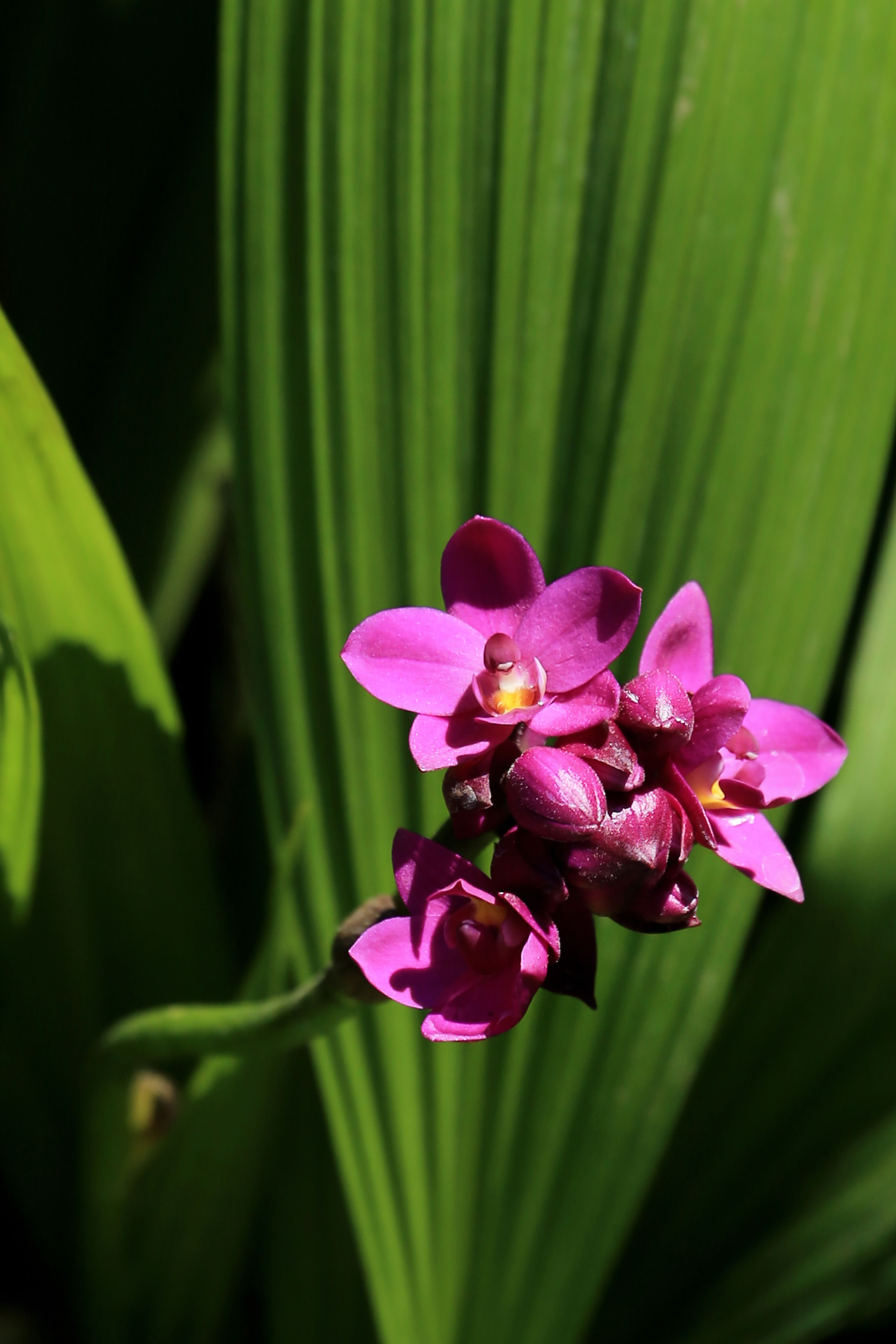Flores para varanda: 5 espécies para criar sob a luz do sol