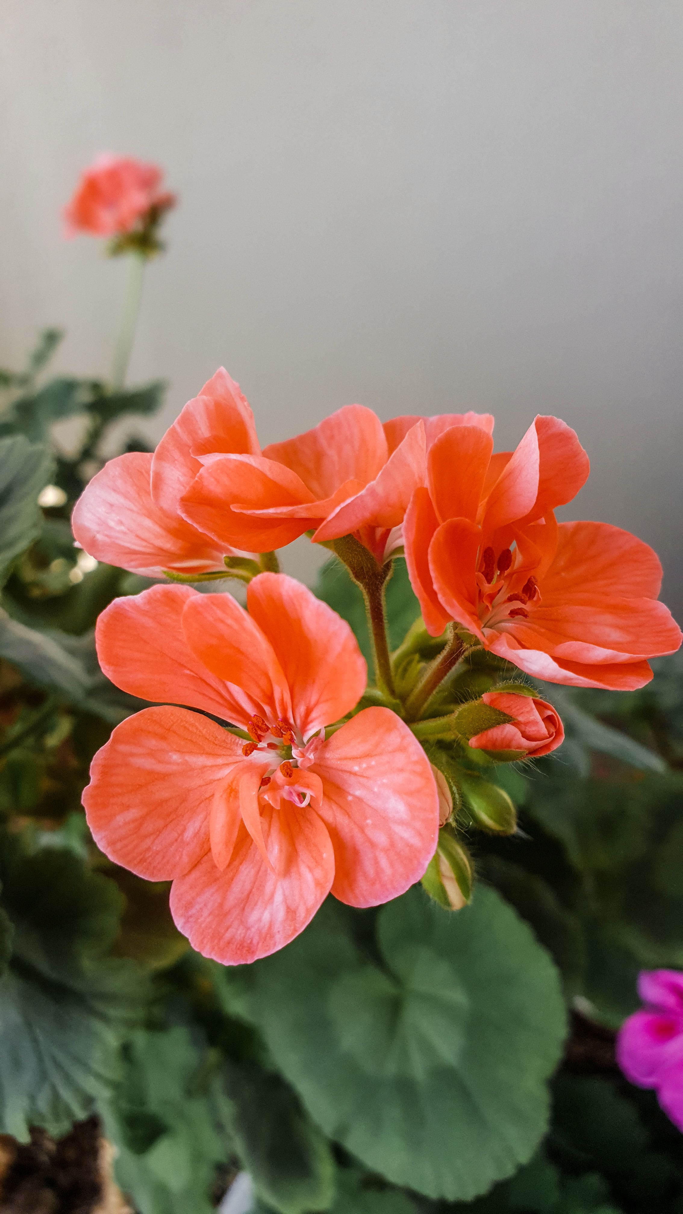 Flores para varanda: 5 espécies para criar sob a luz do sol
