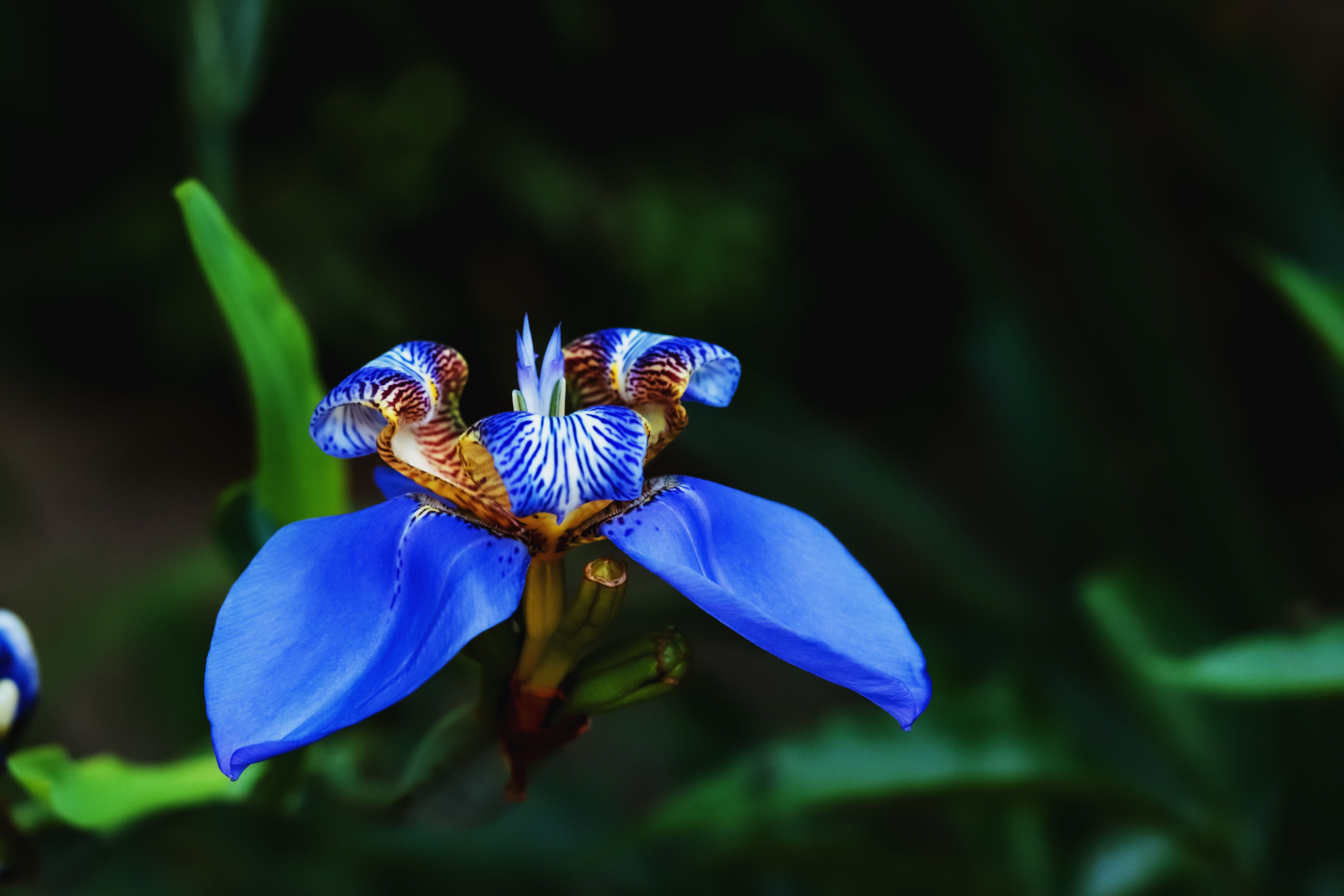 Flores para varanda: 5 espécies para criar sob a luz do sol