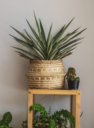 Cachepot para plantas: 5 opções que também atuam como objeto decorativo