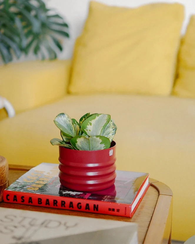 Cachepot para plantas: 5 opções que também atuam como objeto decorativo