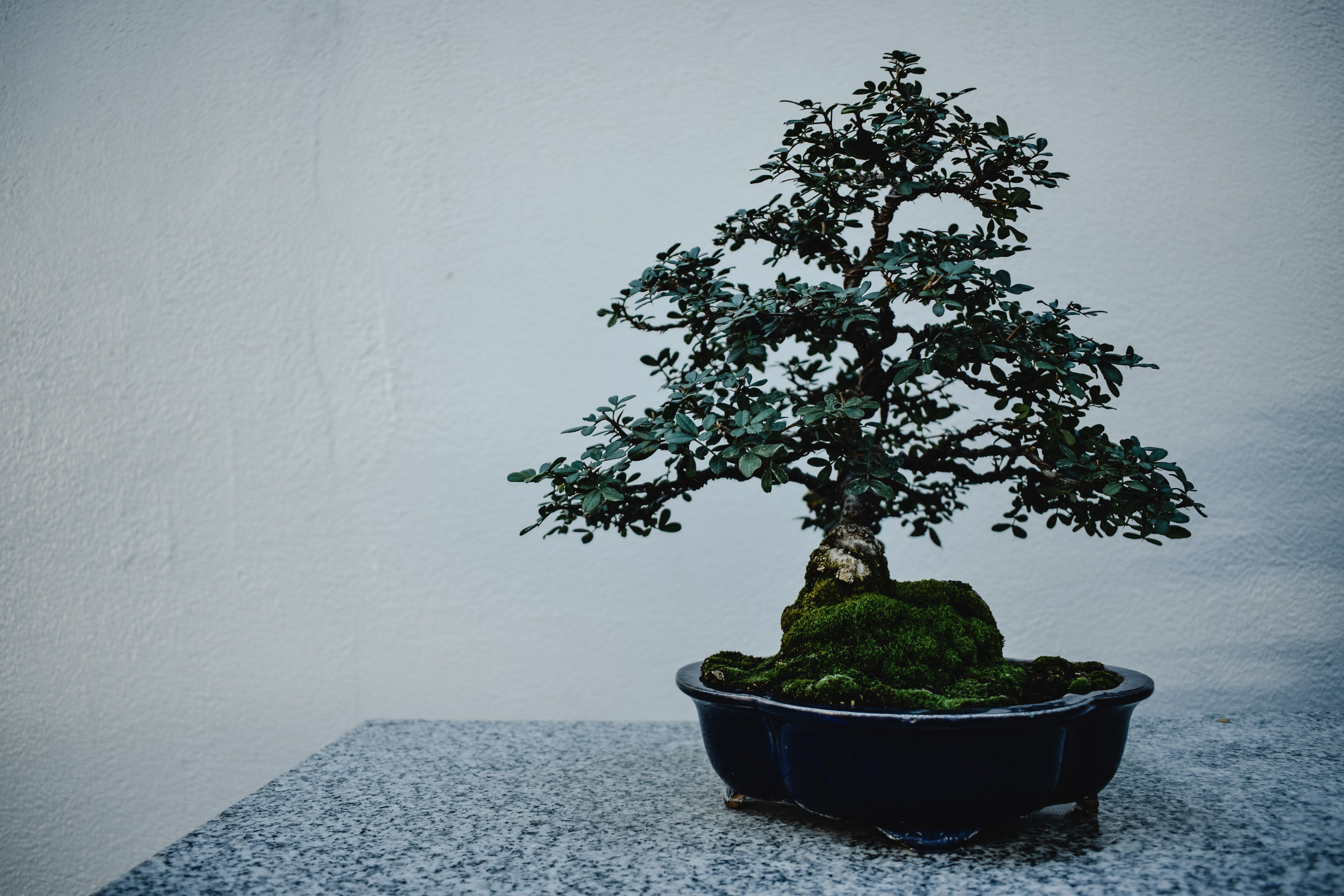 Adora jardinagem? O cultivo do bonsai pode ser seu novo hobby – veja como começar