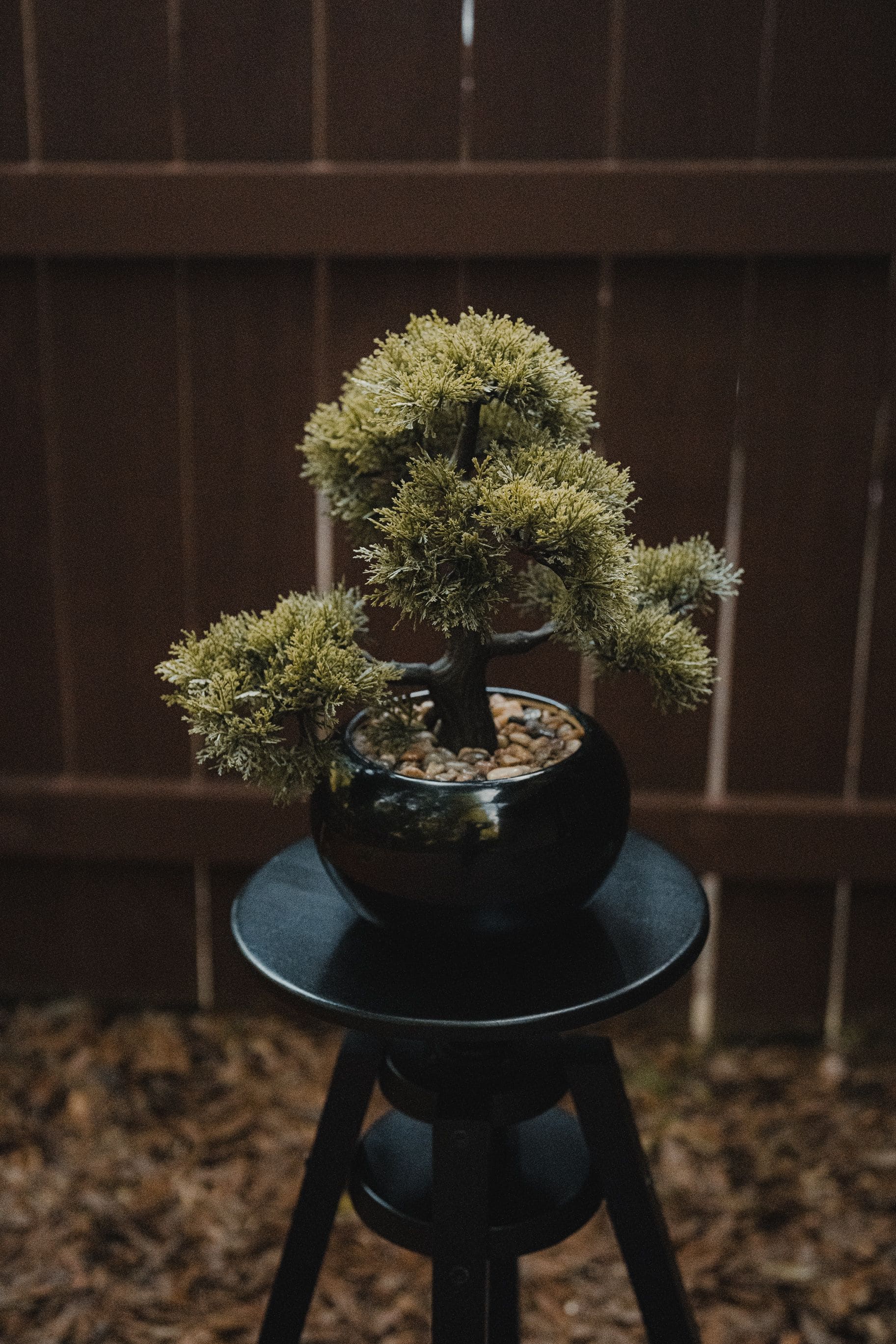 Adora jardinagem? O cultivo do bonsai pode ser seu novo hobby – veja como começar