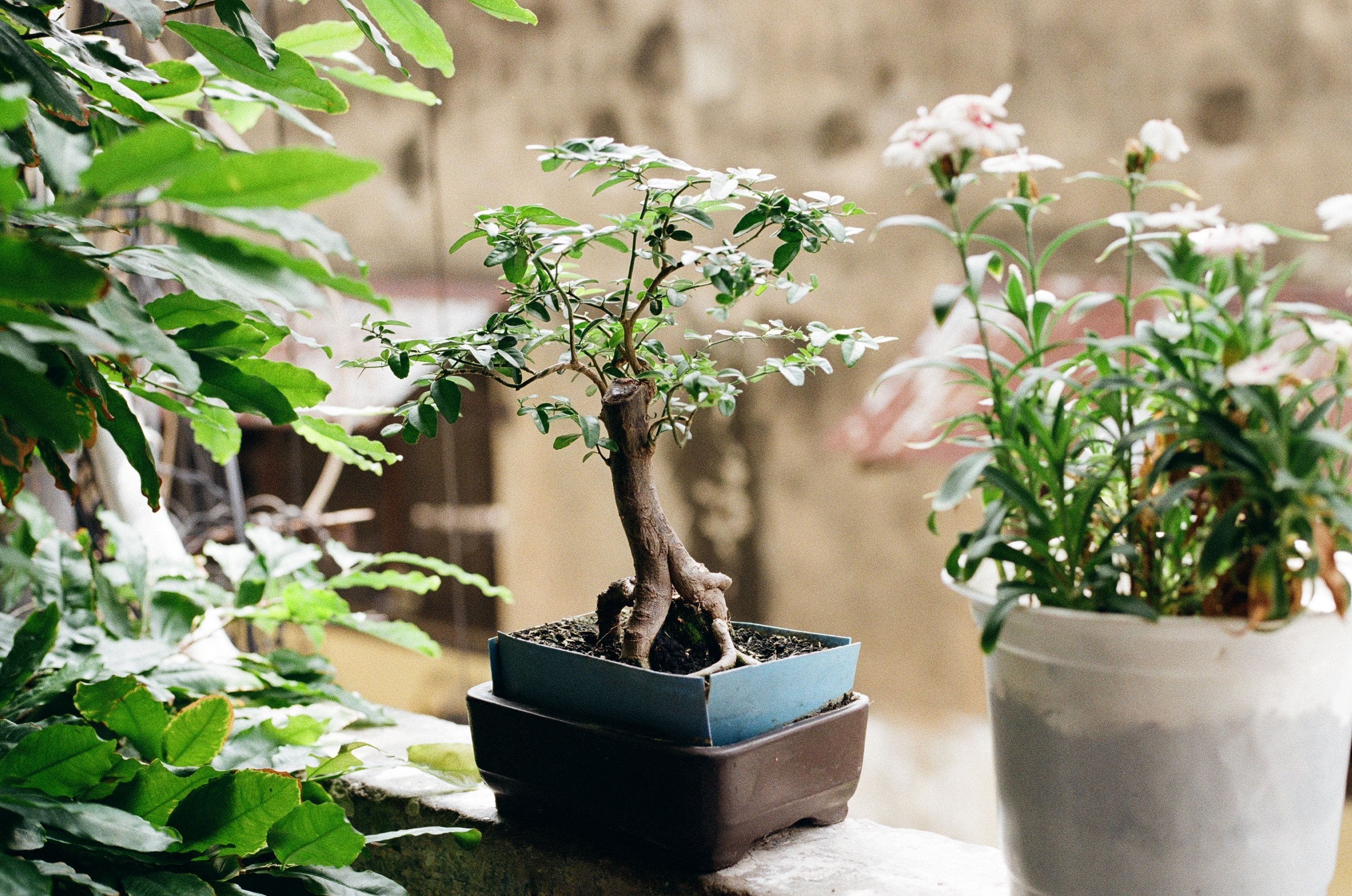 Adora jardinagem? O cultivo do bonsai pode ser seu novo hobby – veja como começar