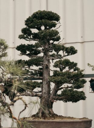 Gosta de jardinagem? Cultivar bonsai pode ser seu novo hobby – veja como começar Adora jardinagem? O cultivo do bonsai pode ser seu novo hobby – veja como começar