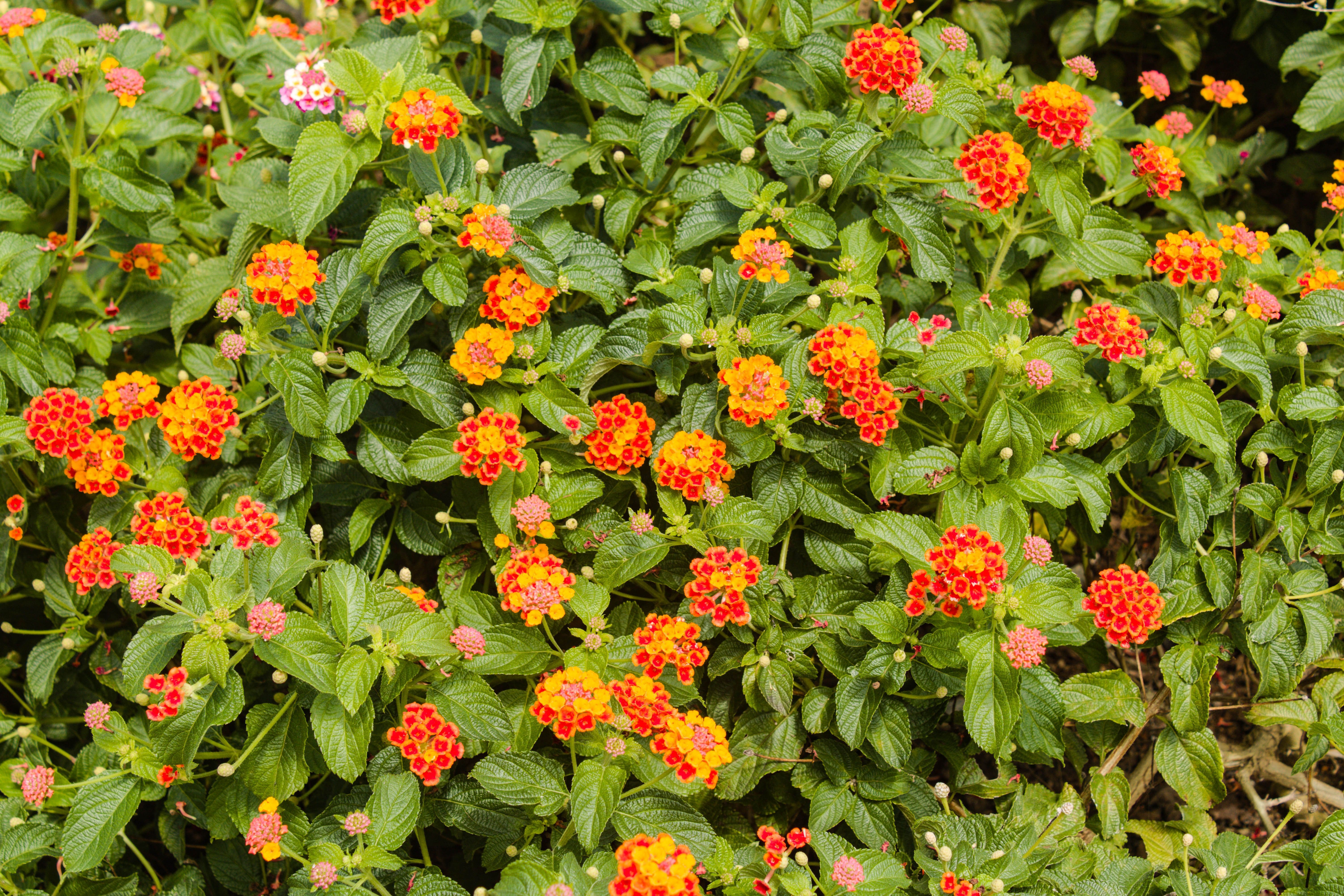 Chegou a primavera! 10 plantas coloridas para criar no jardim de casa
