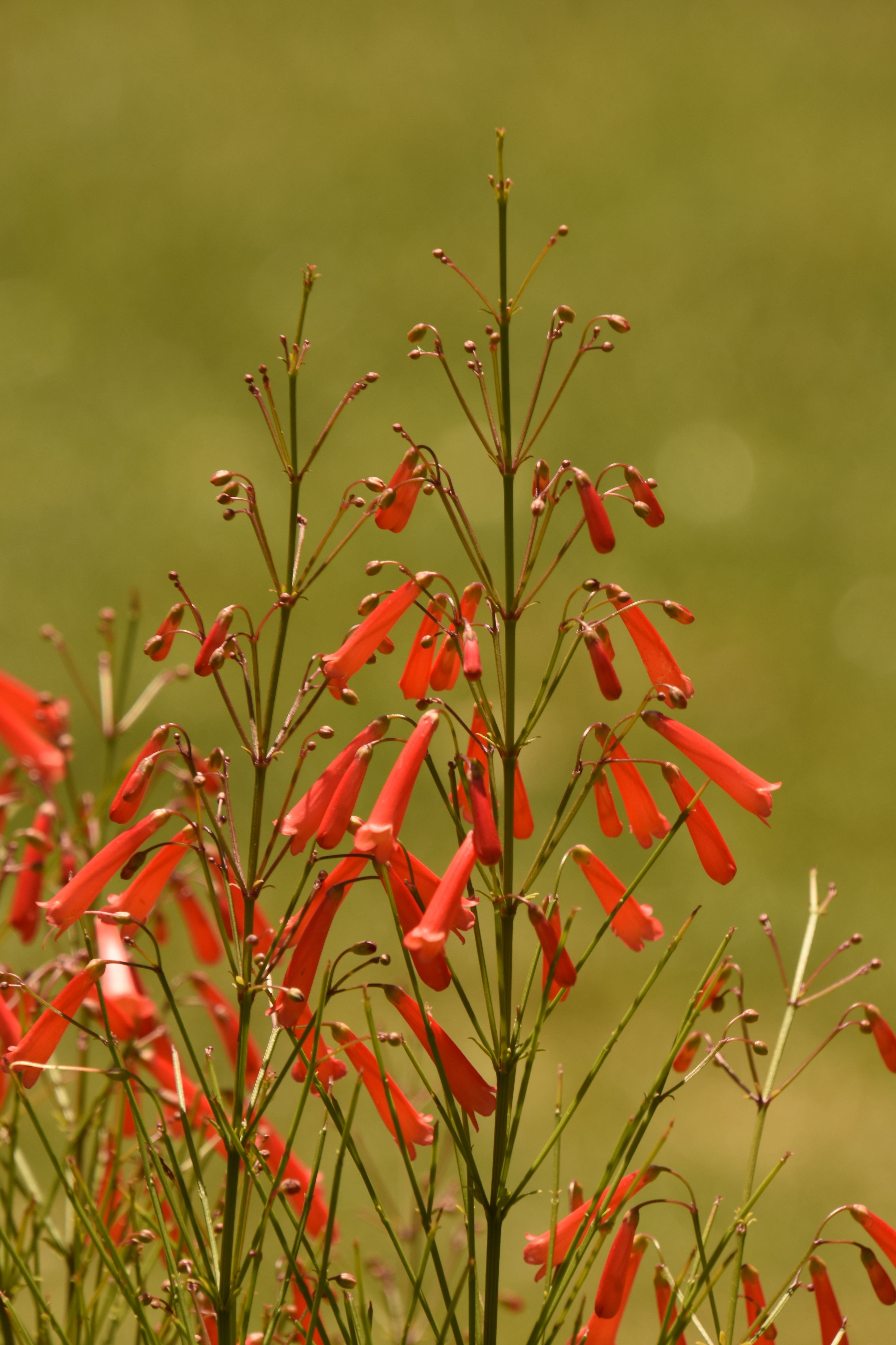 Chegou a primavera! 10 plantas coloridas para criar no jardim de casa