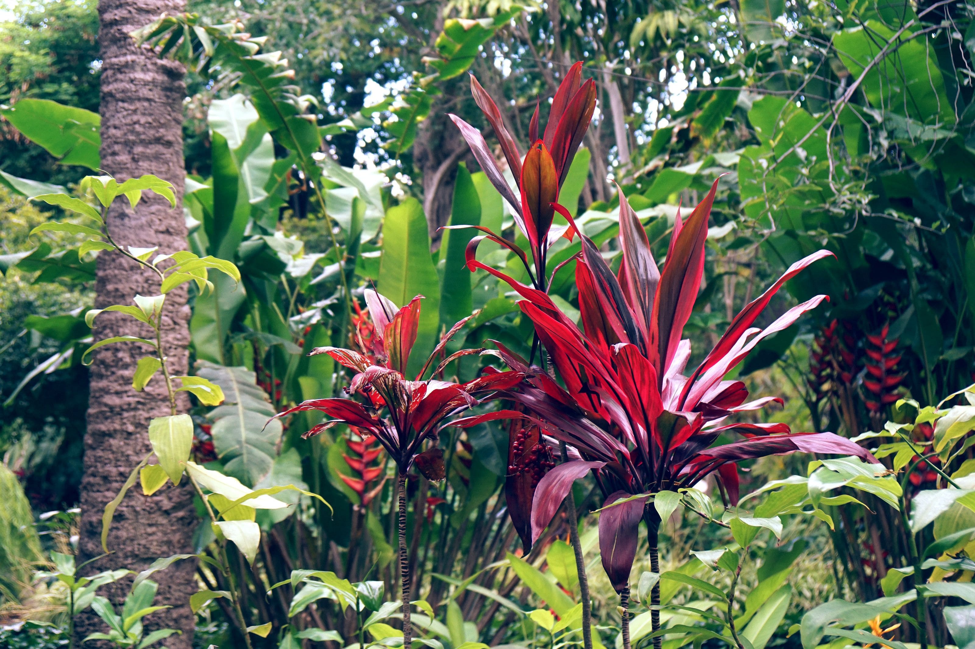 Chegou a primavera! 10 plantas coloridas para criar no jardim de casa