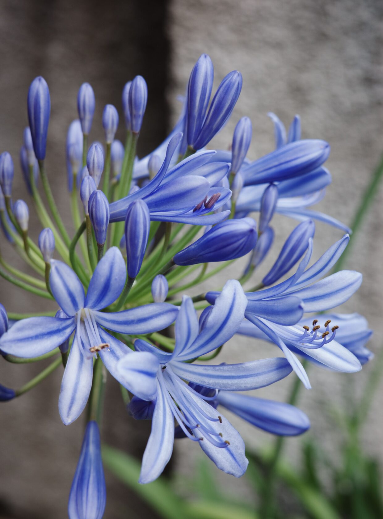 Chegou a primavera! 10 plantas coloridas para criar no jardim de casa