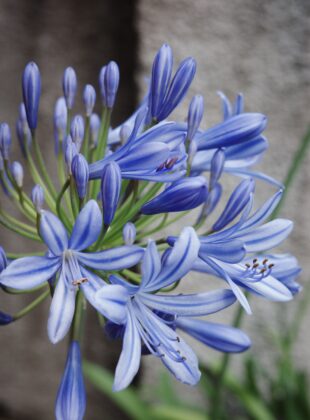 Chegou a primavera! 10 plantas coloridas para criar no jardim de casa
