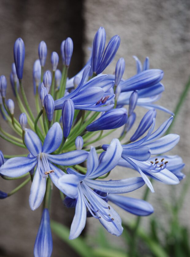 Chegou a primavera! 10 plantas coloridas para criar no jardim de casa