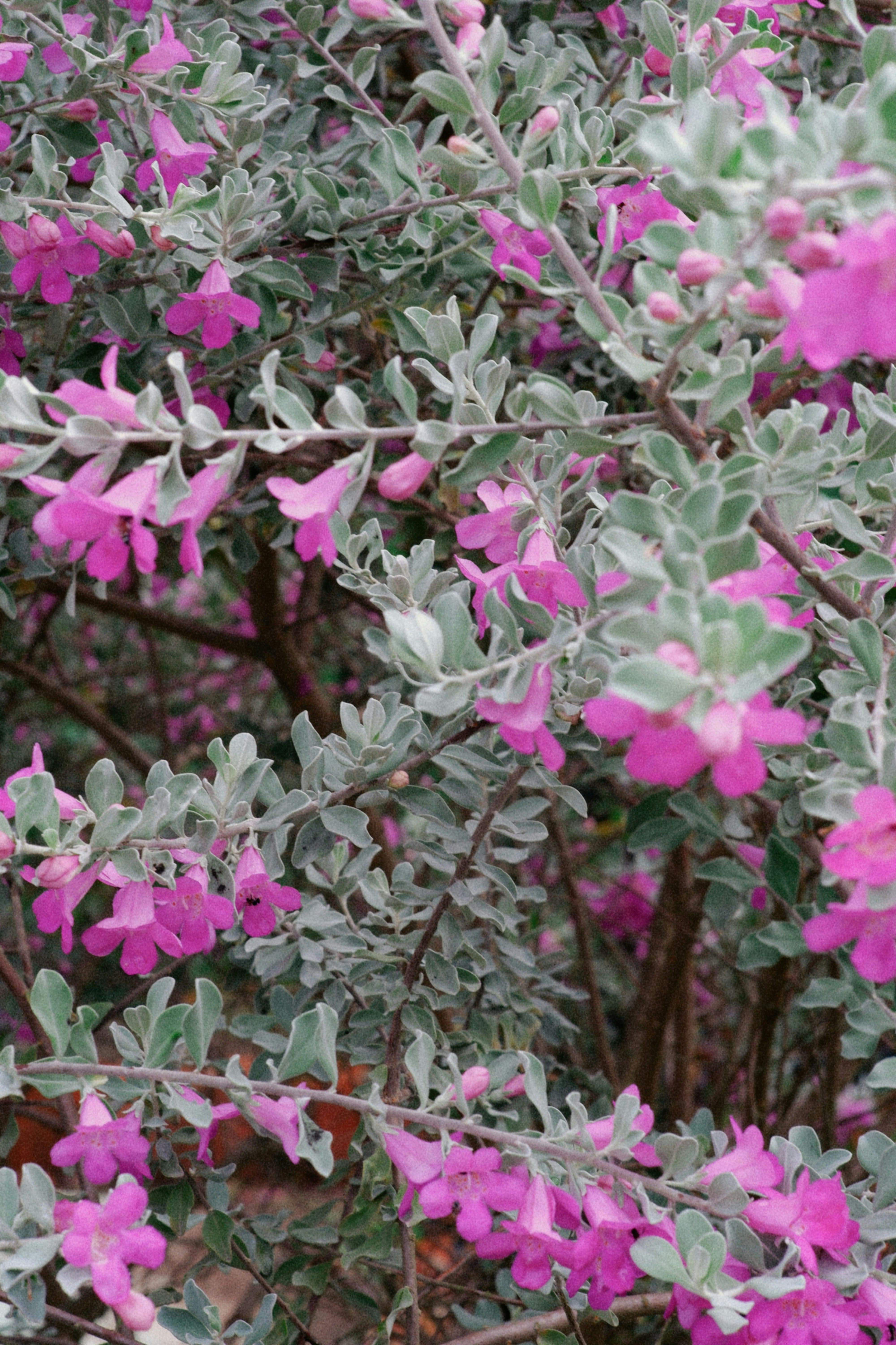 Chegou a primavera! 10 plantas coloridas para criar no jardim de casa