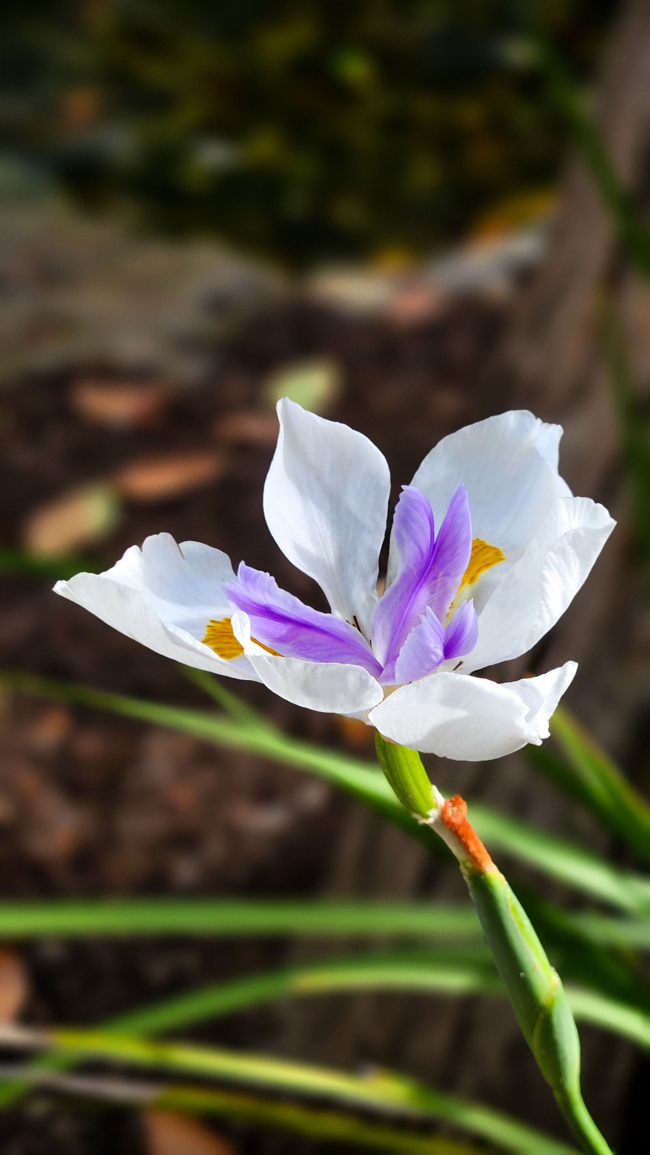 Chegou a primavera! 10 plantas coloridas para criar no jardim de casa