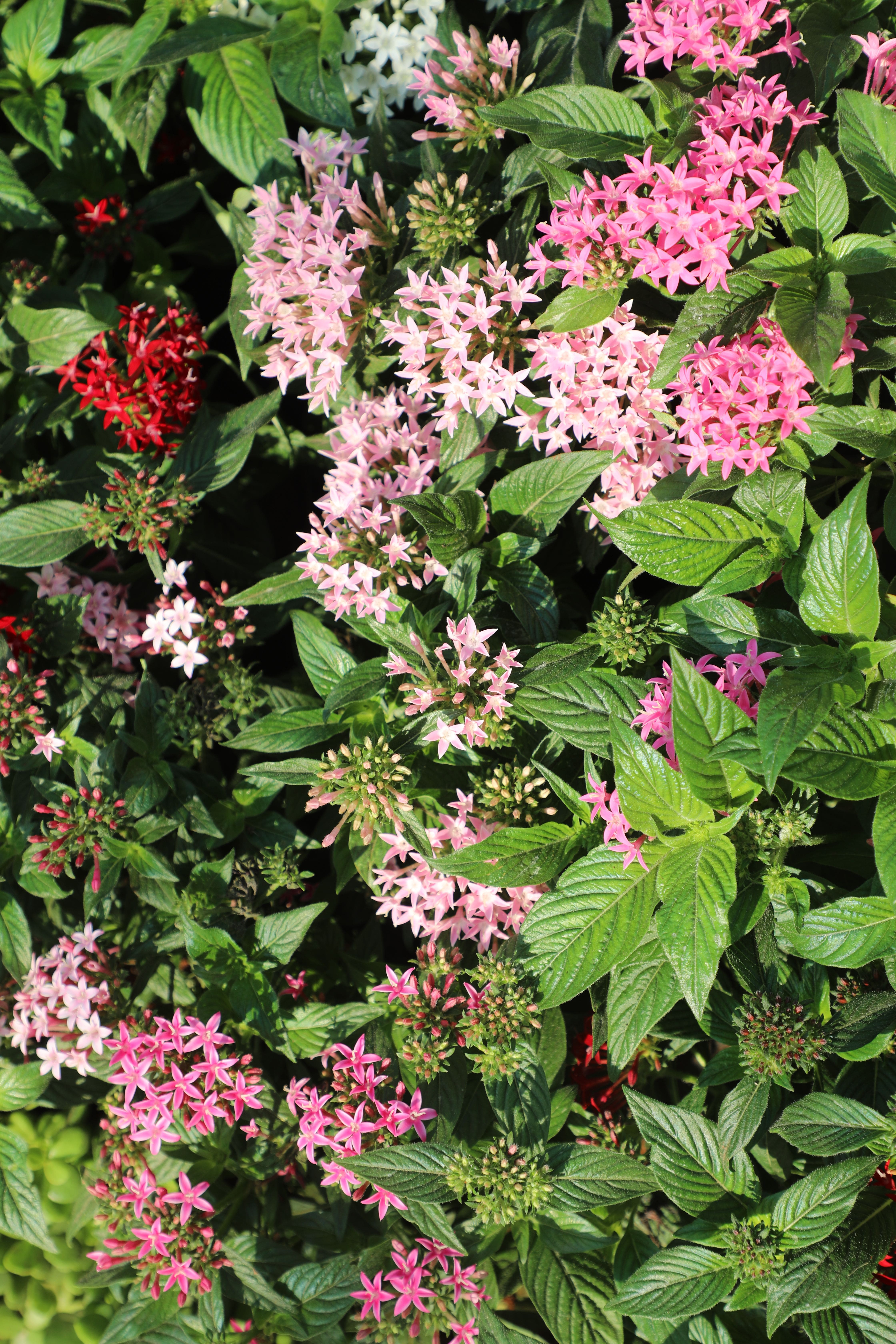 Chegou a primavera! 10 plantas coloridas para criar no jardim de casa
