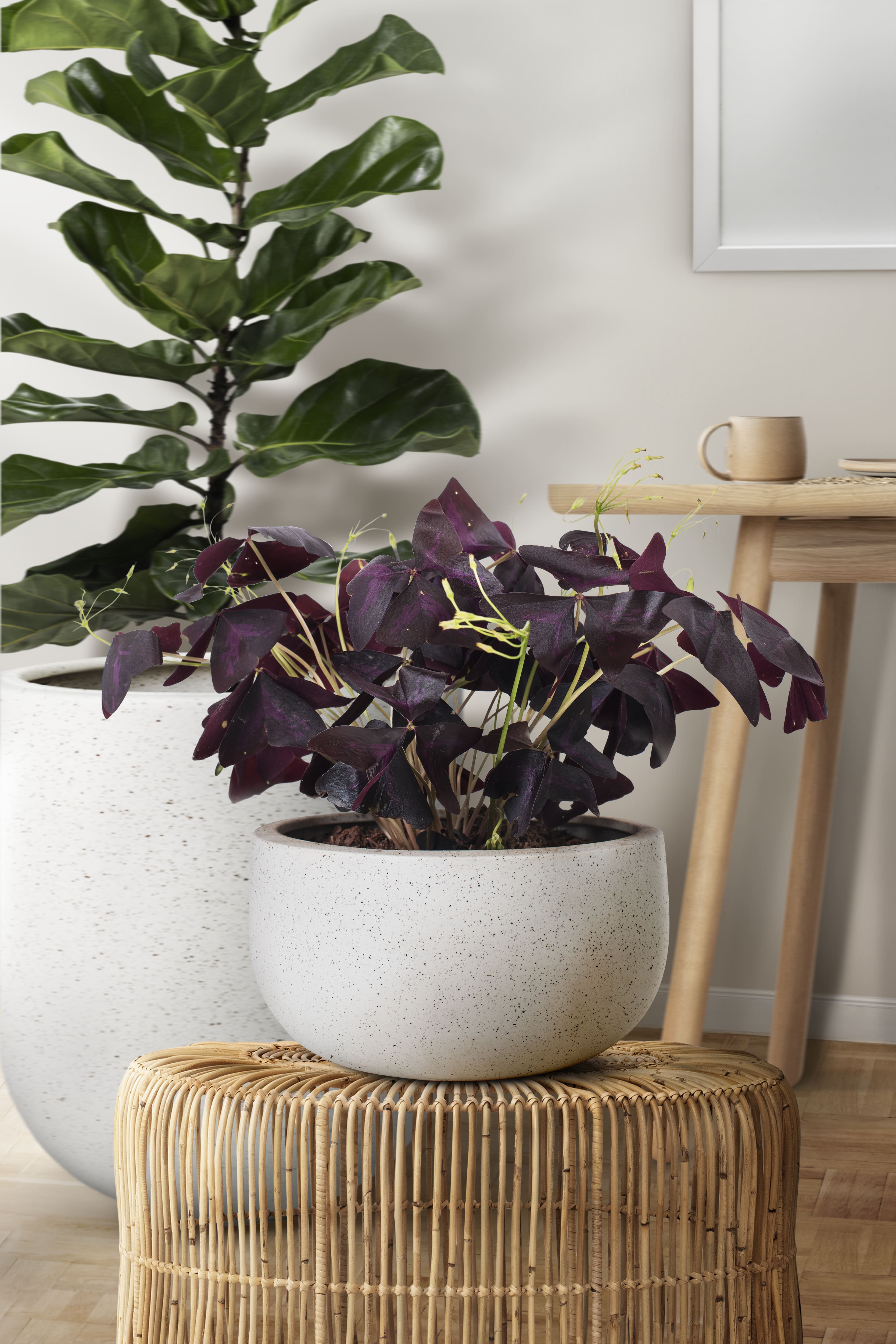 Chegou a primavera! 10 plantas coloridas para criar no jardim de casa